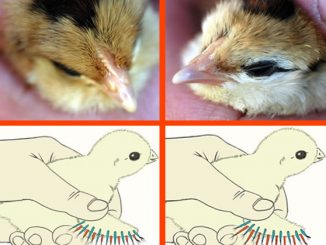 Poussins mâles et femelles