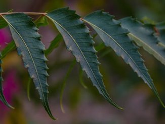Feuille de neem ou quinine ou margousier