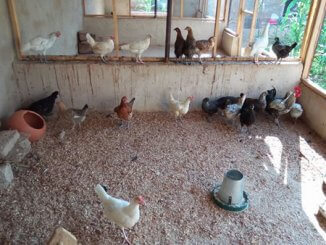 Poulets locaux dans un abri