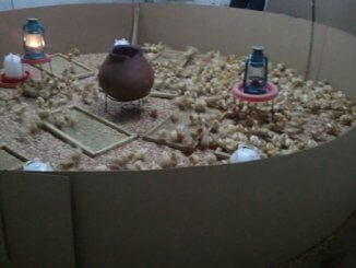 Barrière de protection de chauffage des poussins d'u un jour