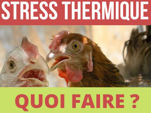 Quoi faire quand vos poulets subissent le stress thermique