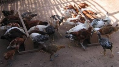 Élevage poulets locaux et locaux améliorés