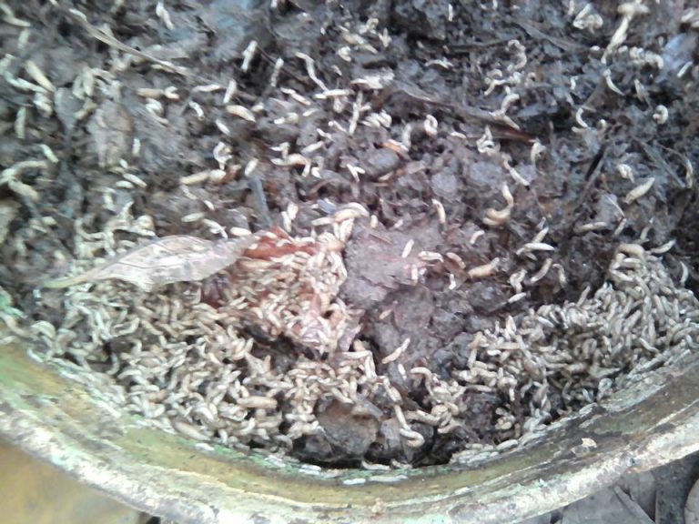 Crotte De Mouche Sur Abat Jour Blanc Comment produire les asticots pour les volailles? – Les Techniques pour