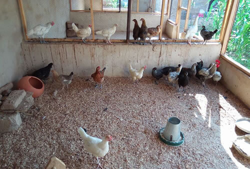 Poulets locaux dans un abri